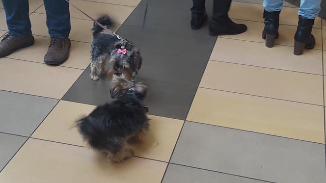 Miss i mister yorków w SCC