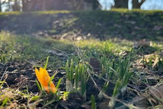 Krokusy Jasne Błonia