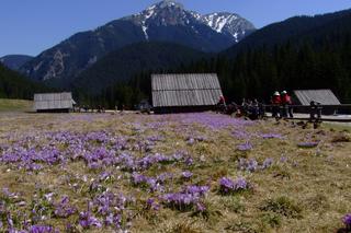 Dolina Chochołowska
