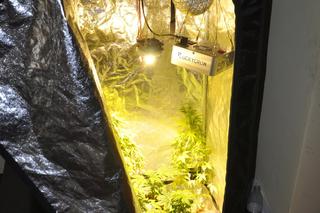 Uprawiał marihuanę w szafie