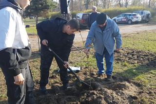 Sto drzew na 100. rocznicę odzyskania niepodległości w Toruniu