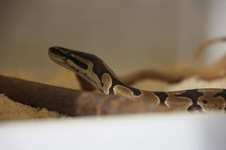 ZooPark ponownie przyciągnął do Targów Lublin tłumy miłośników zwierząt