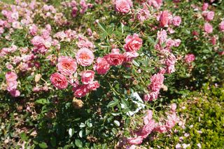 Ogród Botaniczny w Poznaniu 