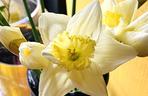Narcyzy (Narcissus)