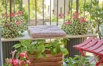 Pelargonia na balkonie