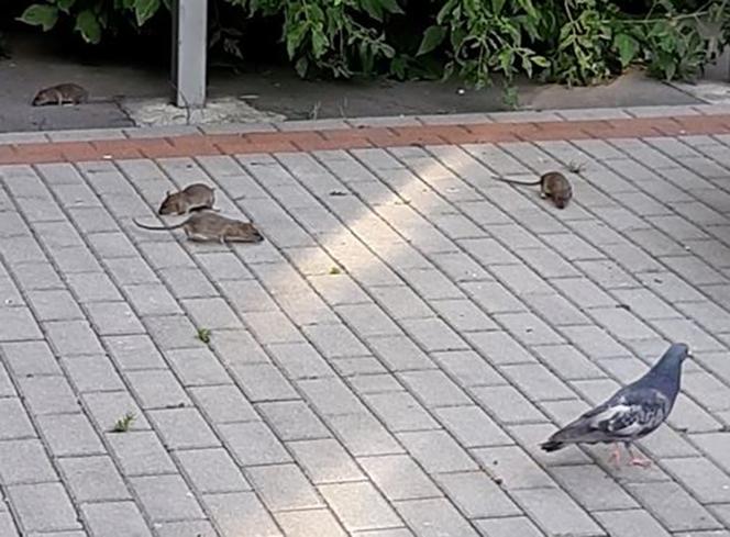 Plaga Szczurów na Międzynarodowej