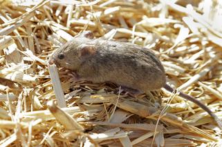 Inwazja myszy kanibali! Jest mowa o biblijnej pladze