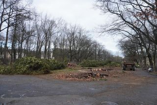 Wycinka stuletnich tuj w Parku Planty w Białymstoku