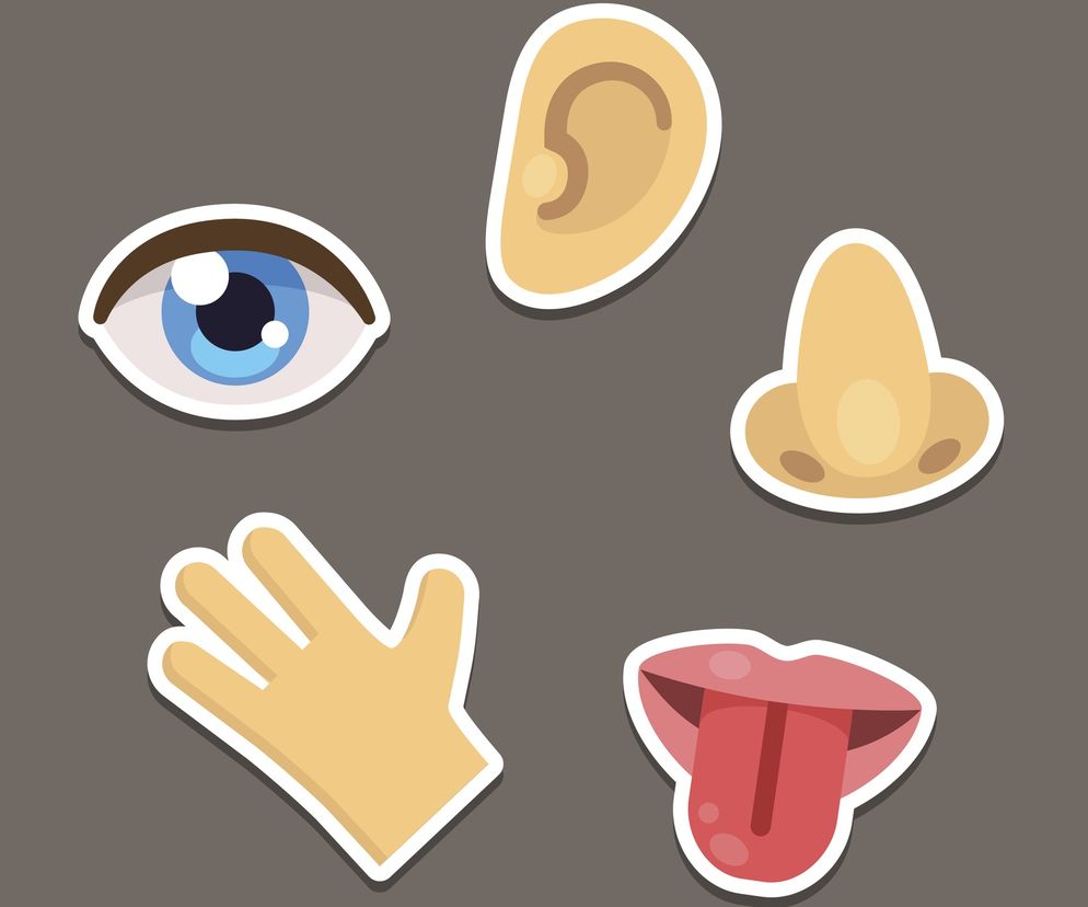 Zmysły - Arystoteles wyróżnił ich 5, ale prawdopodobnie mamy ich zdecydowanie więcej.