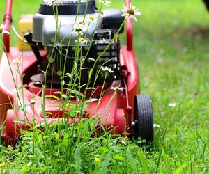 To nowy trend w polskich ogrodach! Polacy robią to z trawnikiem i mają spokój w czasie suszy! Jest ten mały, niepokojący haczyk