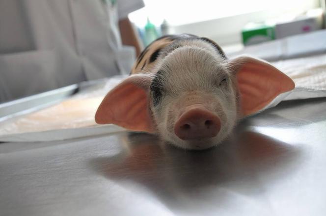 Szpital dla leśnych zwierząt