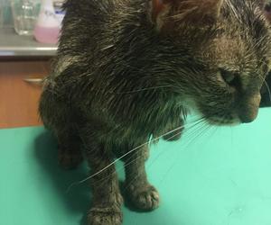 Wolontariusze uratowali wychudzoną kotkę, która była cała w... benzynie