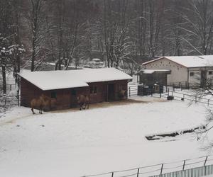 Nad Zoo w Chorzowie kursuje nowa Elka - fotki z pierwszego przejazdu nowej linii kolejki w Parku Śląskim