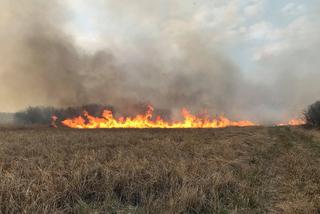 Potężny pożar obszarów chronionych Natura 2000!