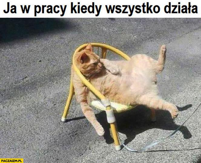 Memy na Światowy Dzień Kota 2020. One po prostu takie są! 