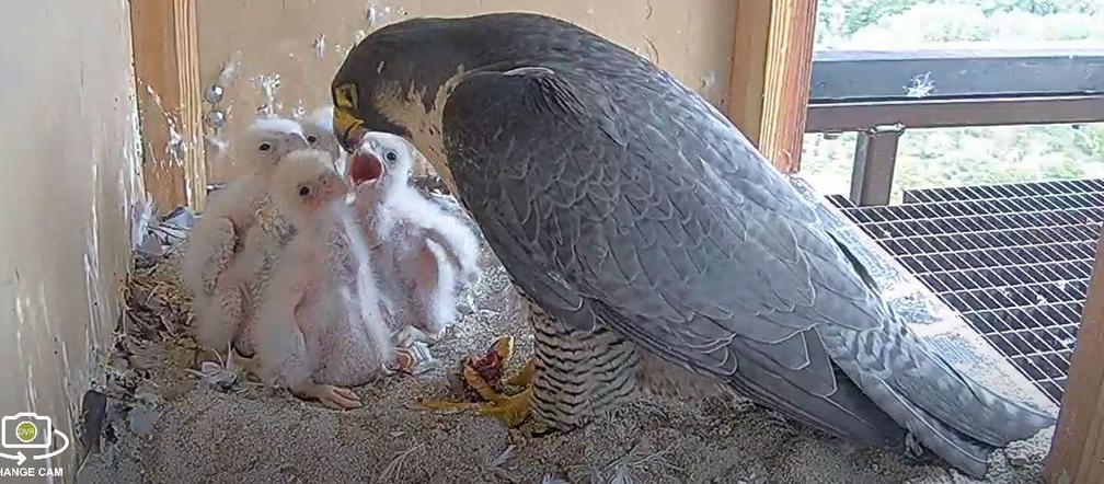 Sokoły z komina PGE Toruń zostaną zaobrączkowane! Będzie transmisja
