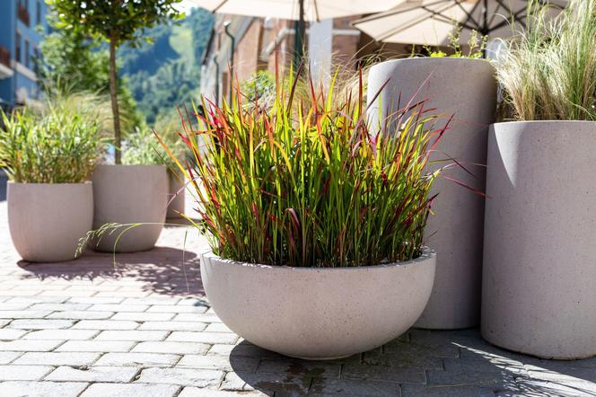 Imperata cylindryczna 'Red Baron'