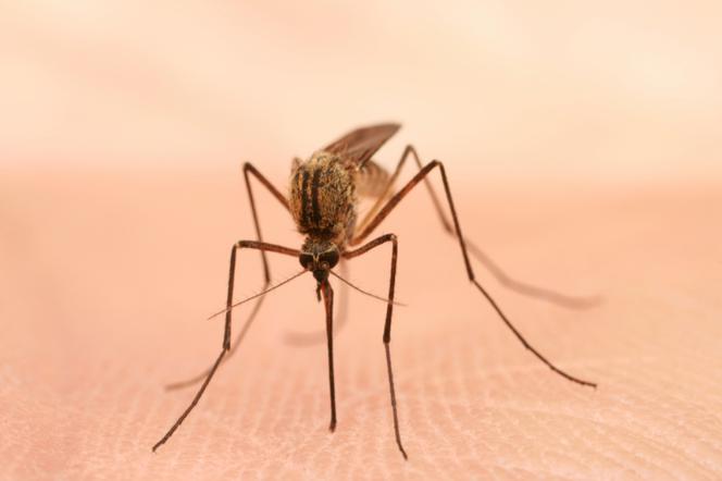 Komary w Polsce mogą przenosić groźne choroby!