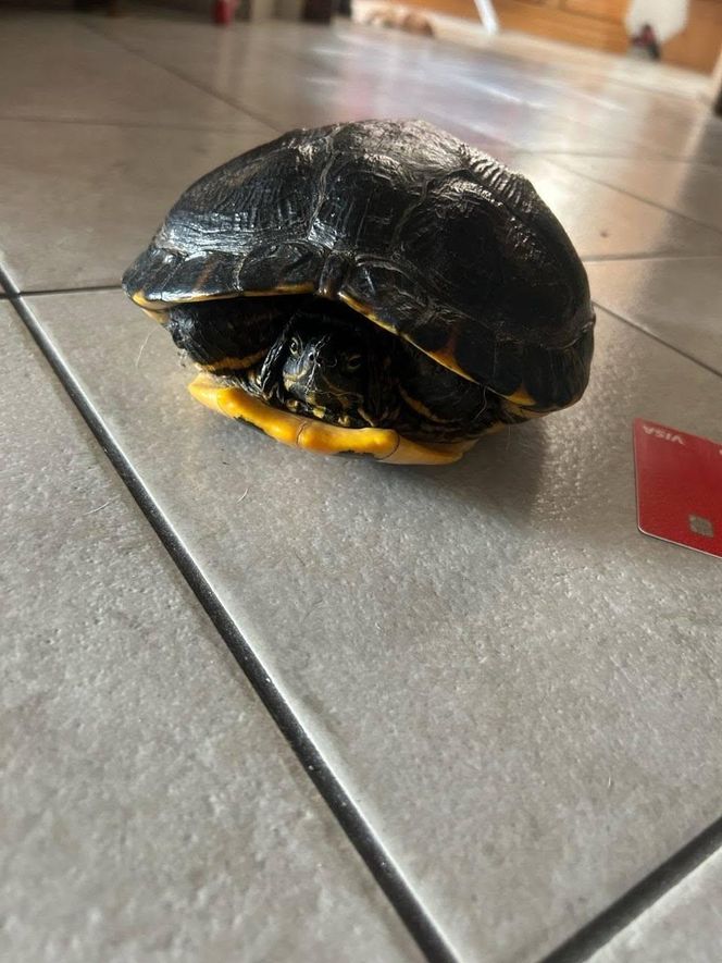 Żółw na drodze niedaleko Wschowy. Policja szuka właściciela
