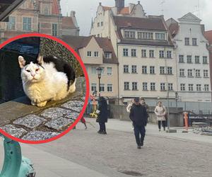 Kultowa kotka zniknęła ze Starego Miasta w Gdańsku, Co się stało z Myszą?