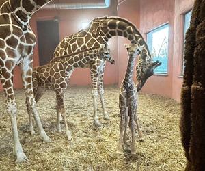 Żyrafa Lilo urodzona w chorzowskim zoo