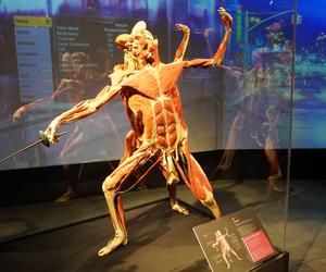 Wystawa z ludzkiego ciała. Body Worlds powróciła do Gdańska po 5 latach 