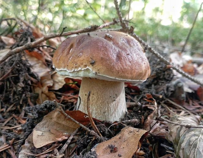 Sypnęło grzybami na początku października w Świętokrzyskiem