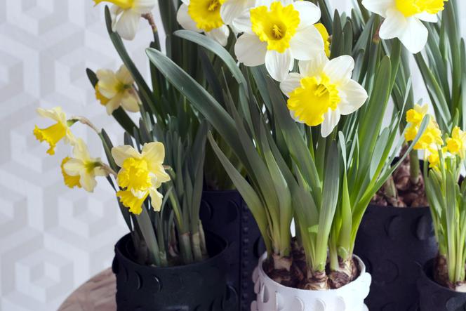 Narcyzy w doniczce. Piękne wiosenne kwiaty w domu. Jak dbać o narcyzy w doniczce?