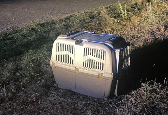 Przestraszone zwierzę trafiło do schroniska dla zwierząt