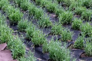 Lawendowe pole w Parku Żeromskiego. To zwycięski projekt z łódzkiego Budżetu Obywatelskiego