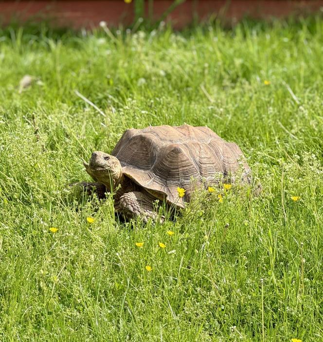 Szalone Małpki nagrywały teledysk w ZOO Leśne Zacisze pod Kielcami