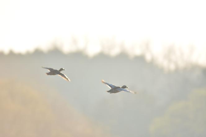 Ptaki nad rzeką Kamienną