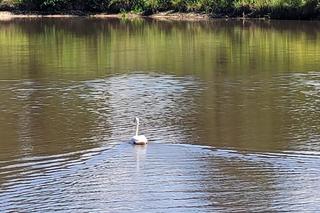 Łabędź zgubił się w lesie i nie miała siły wrócić do wody