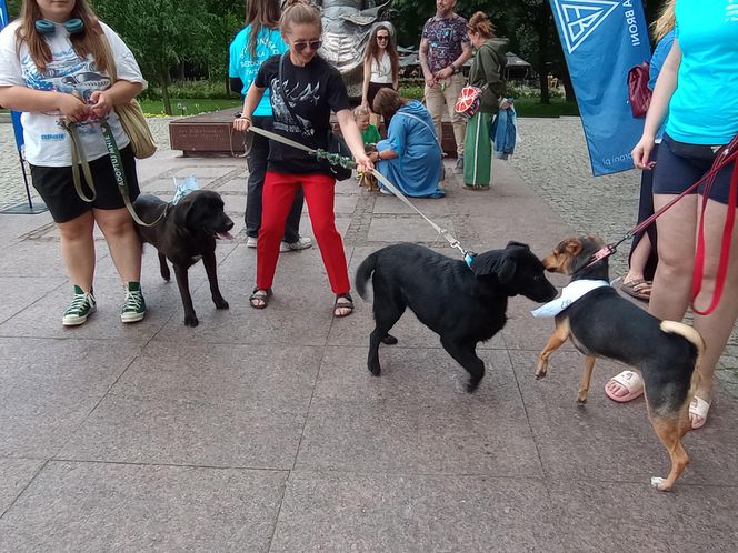 Sztuka dla zwierząt9