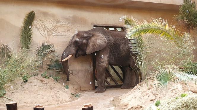 Urodziny słonia Leona