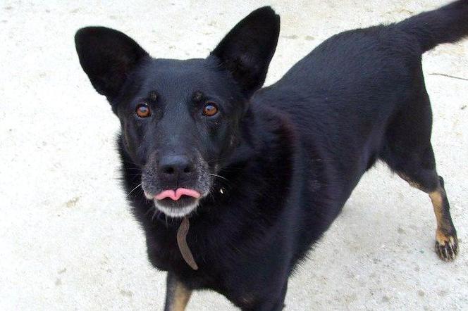 Nowy rekord w Schronisku na Paluchu! Na kochający dom czeka najmniej psów w historii