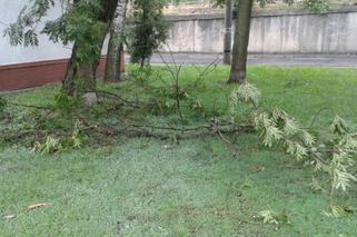 Wichura po raz kolejny przewracała drzewa w Bydgoszczy