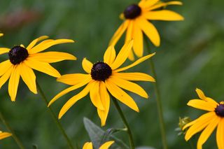 Rudbekia błyskotliwa