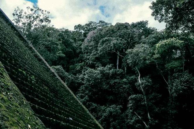 Odnaleziono zaginione miasto Majów. Struktury podobne do piramid