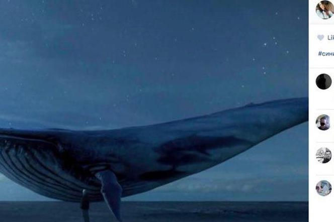 Niebieski wieloryb - gra, która zabija