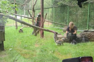 Pokazowe karmienie w myślęcińskim zoo to prawdziwy hit! Sprawdziliśmy to na miejscu