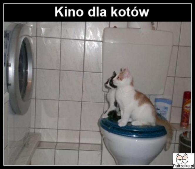 Chcesz poprawić sobie humor? Te memy ze zwierzętami rozbawią cię do łez!