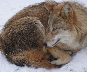 Domowe zwierzęta wiedziały, że potrzebuje pomocy? Dziki wilk zamieszkał w psiej budzie!