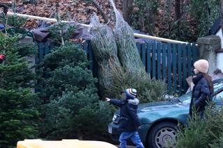 Synek Kaczyńskiej wybrał najpiękniejszą choinkę