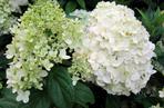 Hortensja bukietowa 'Limelight' 