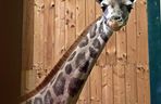 Nowa żyrafa w gdańskim ZOO