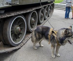 Festyn militarny