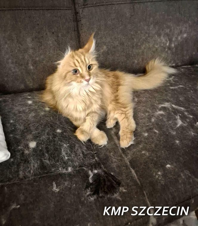 3 lata więzienia grożą mężczyźnie, który usłyszał zarzut znęcania się nad zwierzętami