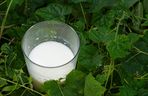 Domowe nawozy, które mogą zaszkodzić