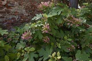 Hortensja dębolistna - niezwykły krzew o oryginalnych liściach